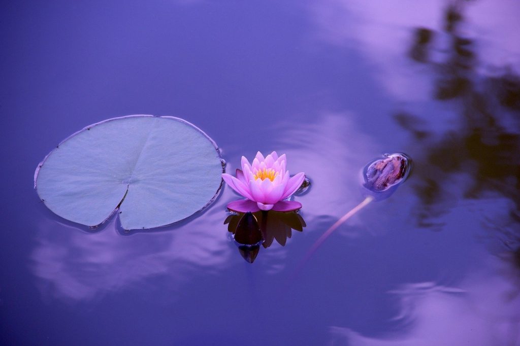 Meditation matinale